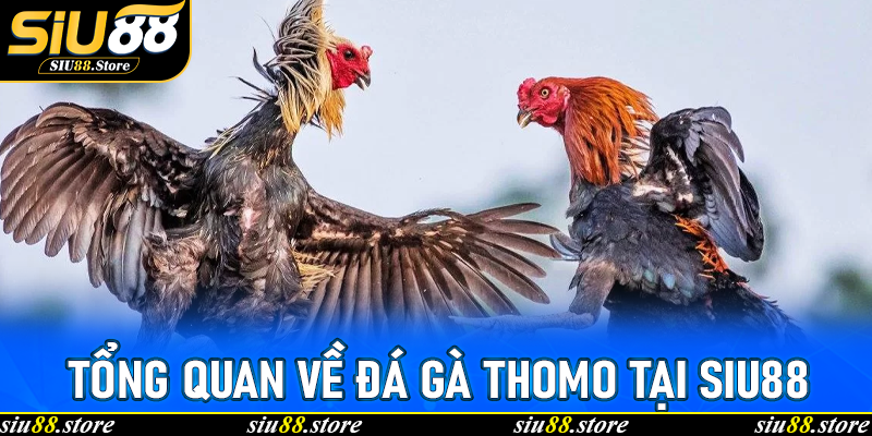Tổng Quan Về Đá Gà Thomo Tại Siu88