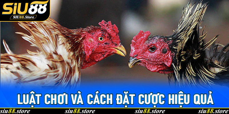 Luật Chơi Và Cách Đặt Cược Hiệu Quả