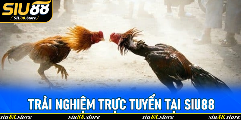 Trải Nghiệm Trực Tuyến Tại Siu88