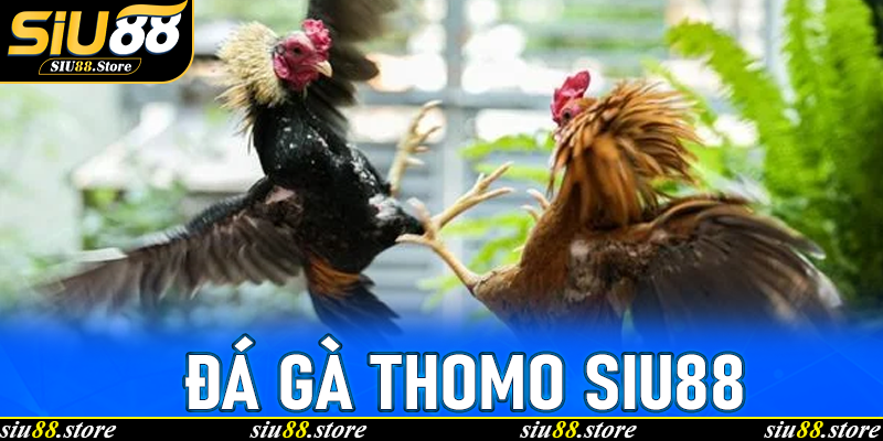 Đá Gà Thomo Siu88: Tổng Quan Và Sức Hấp Dẫn